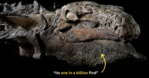 “Dinosaur Mummy” an Extraordinarily Preserved Nodosaur With Skin…