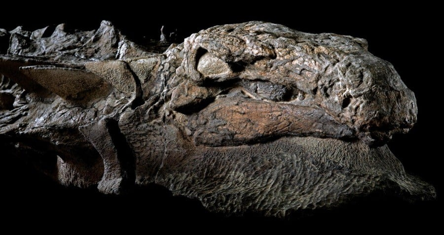 “Dinosaur Mummy” an Extraordinarily Preserved Nodosaur With Skin & Guts Intact Found