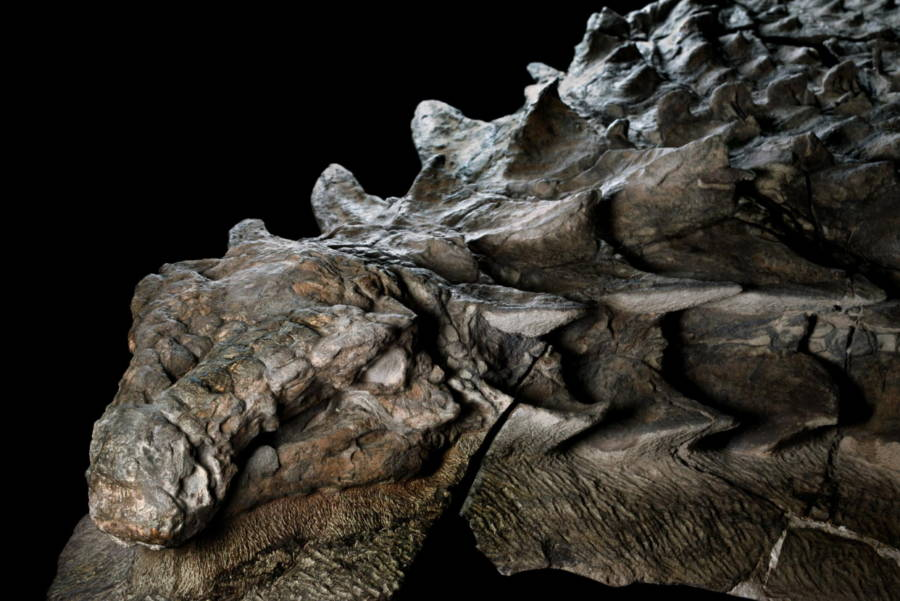 “Dinosaur Mummy” an Extraordinarily Preserved Nodosaur With Skin & Guts Intact Found