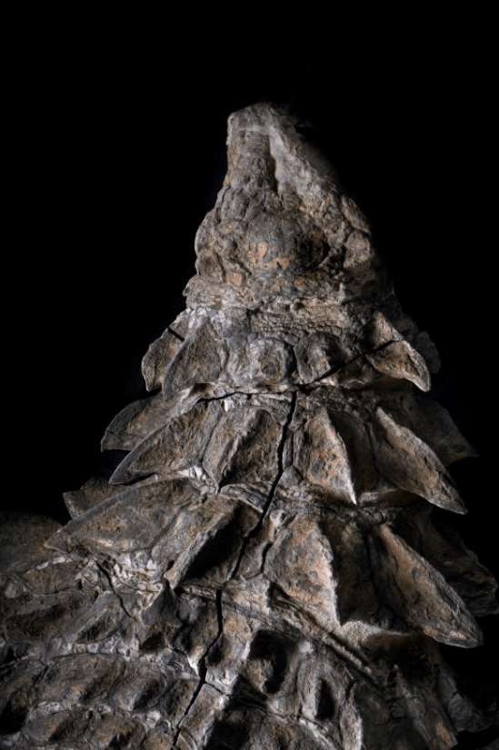 “Dinosaur Mummy” an Extraordinarily Preserved Nodosaur With Skin & Guts Intact Found
