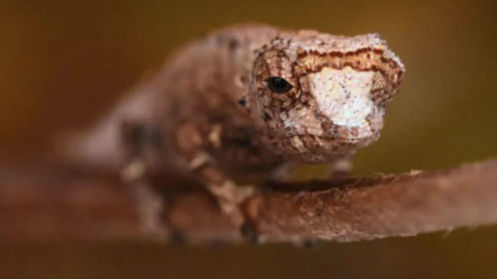 A Surprisingly Small, Fingertip-Sized Chameleon Found in Madagascar