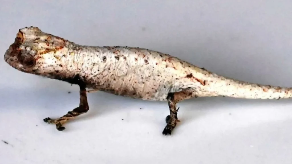 A Surprisingly Small, Fingertip-Sized Chameleon Found in Madagascar