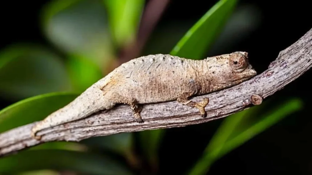 A Surprisingly Small, Fingertip-Sized Chameleon Found in Madagascar