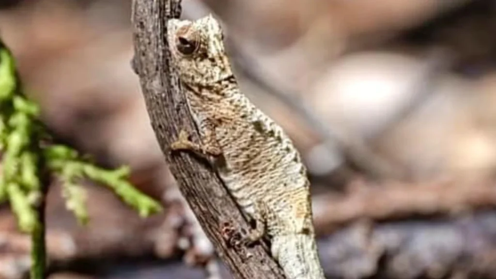 A Surprisingly Small, Fingertip-Sized Chameleon Found in Madagascar