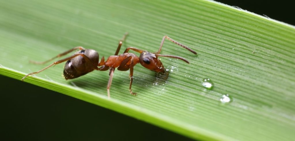 Ant Queens Cannibalize Infected Offspring, Recycle Them to Create New Eggs