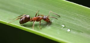 Ant Queens Cannibalize Infected Offspring, Recycle Them to Create New Eggs