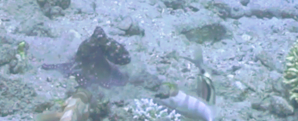 Octopuses and Fish Hunt Together—See What Happens When Fish Misbehave