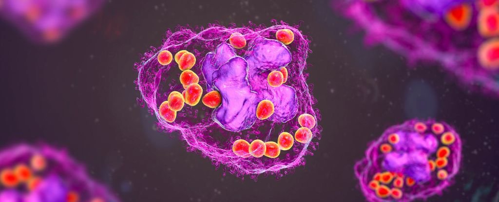 World-First Discovery of New Cells by Australian Researchers Rewrites Medical Science