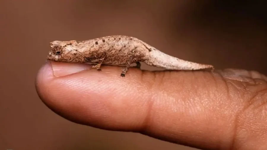 A Surprisingly Small, Fingertip-Sized Chameleon Found in Madagascar