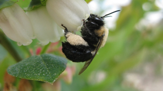 Decline in Pollinators Threatens Global Food Supplies