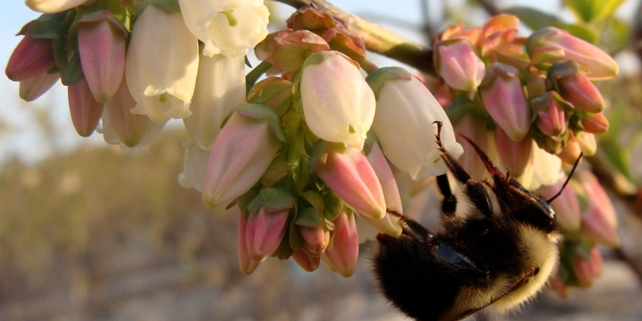 Decline in Pollinators Threatens Global Food Supplies