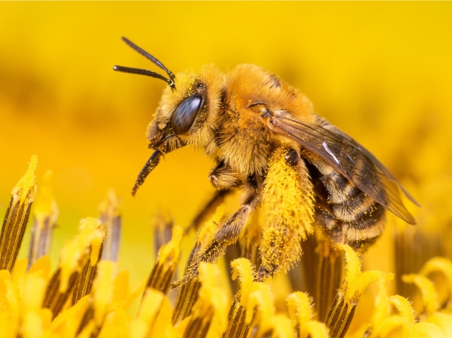 Decline in Pollinators Threatens Global Food Supplies