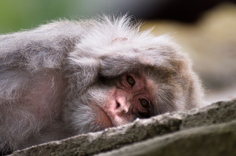 This Cheap Drug Caused Monkeys to Age Slower, Raising Hopes for Slowing Human Aging
