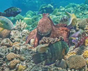 Octopuses and Fish Hunt Together—See What Happens When Fish Misbehave