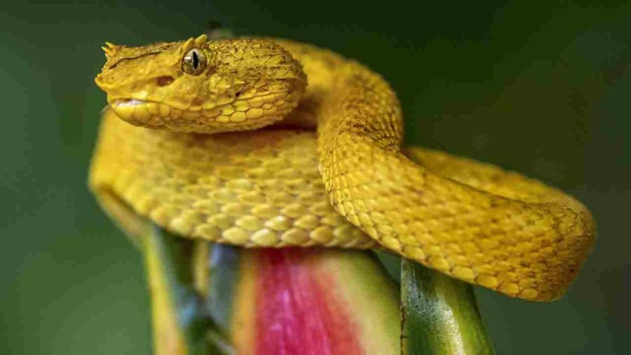 This Snake Island Became Home to 4,000 of the World's Deadliest Snakes, No Human Allowed