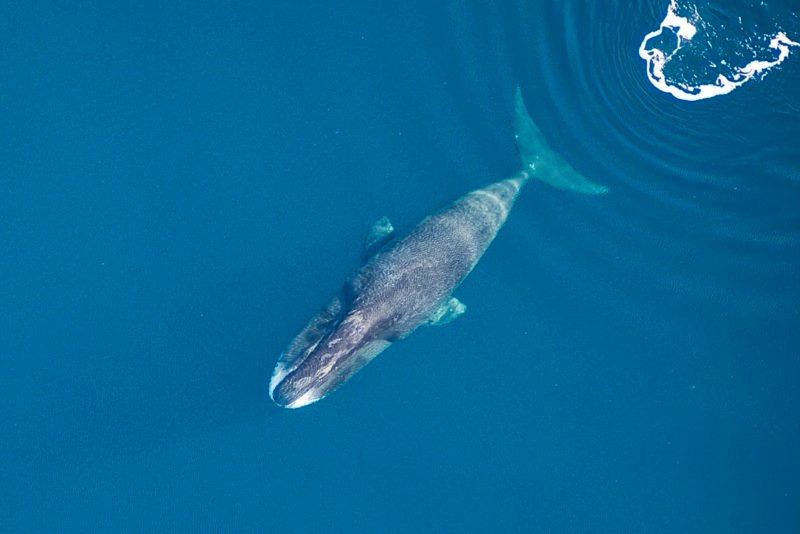 Researcher Discover the Astonishing Way Whales Might Be Talking Over Vast Distances