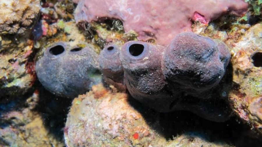 Rare Sea Creature Gathers Toxic Metals as a Unique Survival Tactic