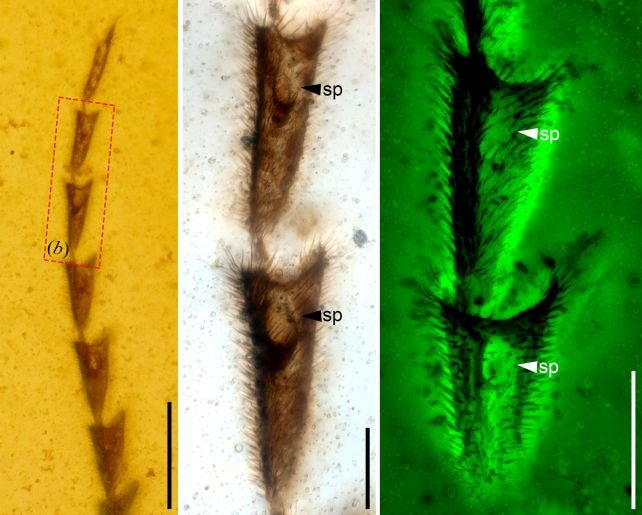 Firefly Fossil from Myanmar Reveals Surprising Secrets of Glowing Insects in Dinosaur Era