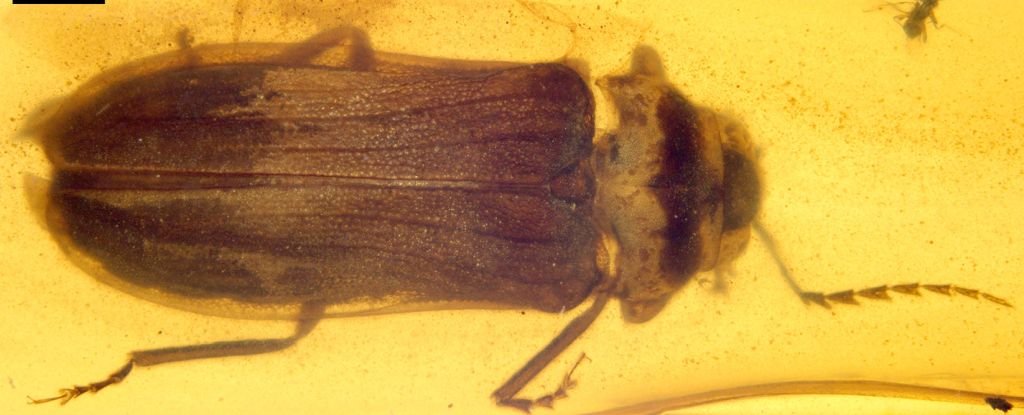 Firefly Fossil from Myanmar Reveals Surprising Secrets of Glowing Insects in Dinosaur Era