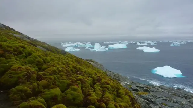 Antarctica’s Icy Plains Are Turning Green with a Surprising 1,000% Growth
