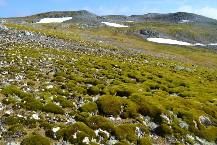 Antarctica’s Icy Plains Are Turning Green with a Surprising 1,000% Growth