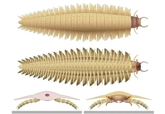 Scientists Finally Reveal the Head of a 340-Million-Year-Old Car-Sized Bug