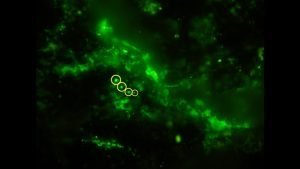 Ancient Microbial Life Discovered in 2-Billion-Year-Old Rock Reveals Earth’s Secrets