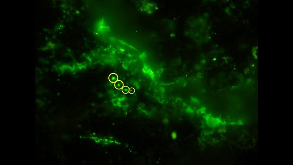 Ancient Microbes Discovered Living in a 2-Billion-Year-Old Rock Reveal Earth’s Secrets