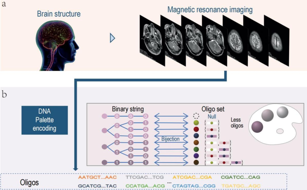 Scientists Successfully Convert 11.28 MB of Brain MRI Data into 250,000 DNA Sequences