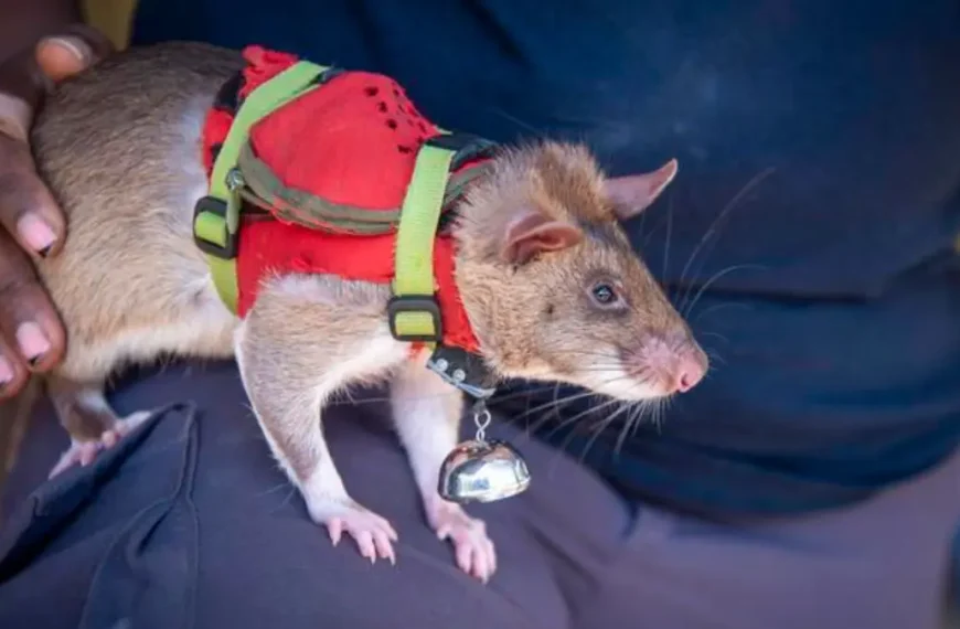 Giant Rats in High-Tech Vests to Fight Against Wildlife Trafficking at Ports