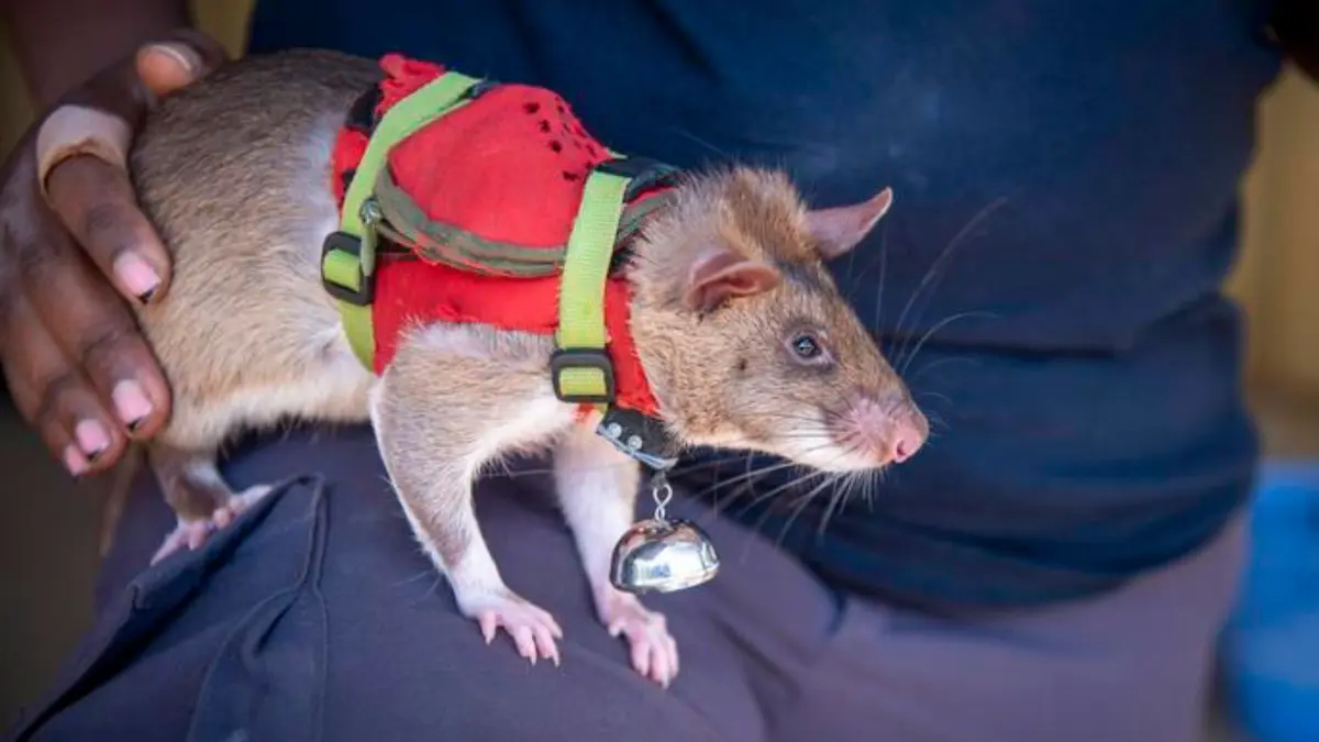 Giant Rats in High-Tech Vests to Fight Against Wildlife Trafficking at Ports