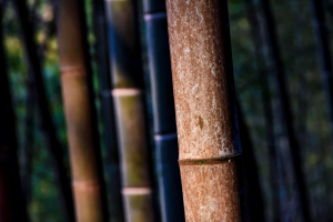 Scientists Create Transparent Glass Material Using Wood From…
