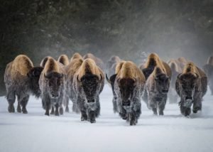 170 Bison Could Offset The CO2 Emissions Of…