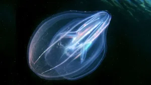Scientists Accidentally Discover Deep-Sea Jelly Creatures Merging into…